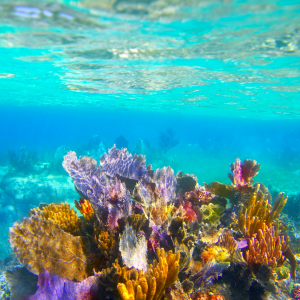 Top Snorkeling Spots in Islamorada: What You'll See Underwater
